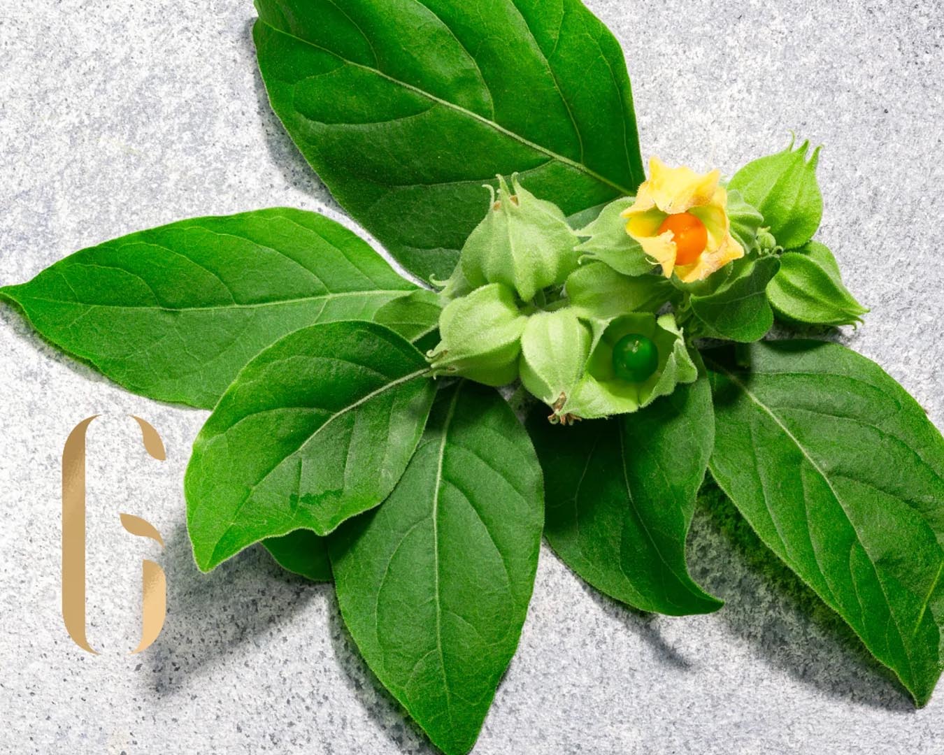Ashwagandha y yo: por qué decidí tomarla y lo que descubrí sobre el corazón, la tiroides y la ansiedad
